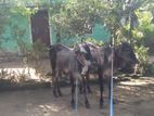 Farm Cow