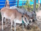Farm Cow