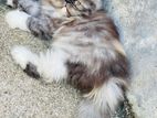 Semi Punch Persian Kittens