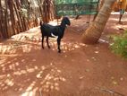 Farm Goat