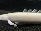 senagle bichir fish platinum