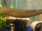 Senegal Bichirs