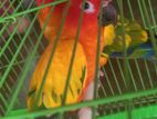 Sun Conure Birds