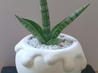 Sansevieria Plant