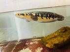 Sentrum Fish