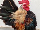 Bantam Breeding Pair