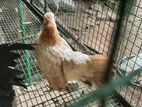 serama bantam
