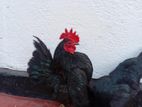 Bantam Chicken