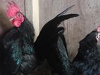 Serama Bantam Pair