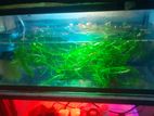 Fish Tank With Fishes