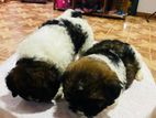 Shih Tzu Puppies