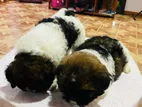 Shih Tzu Puppies