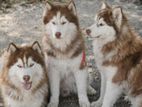 Serbian Husky Crossing