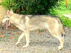 Serbian Husky