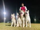 Serbian Husky Male Crossing