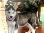 Serbian Husky Male Puppy