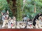 Serbian Husky Puppies
