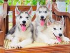 Serbian Husky Puppies