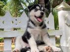 Serbian Husky Puppies
