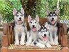 Serbian Husky Puppies