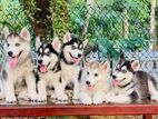 Siberian Husky Puppies