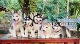 Siberian Husky Puppies