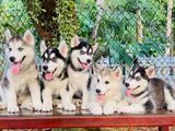 Siberian Husky Puppies