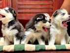 Serbian Husky Puppies