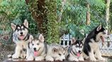 Siberian Husky Puppies