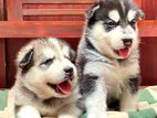 Serbian Husky Puppies