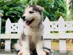 Siberian Husky Puppies