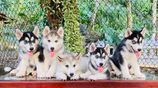 Siberian Husky Puppies