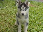Serbian Husky Puppy