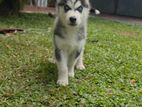 Serbian Husky Puppy