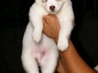 Serbian Husky Puppy
