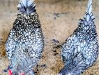 Sebright Chicken