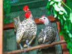 Serbright Chicks