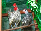 Serbright Chicks
