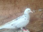 Pigeons