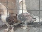 Settinet Owl Pigeons