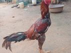 Velladiyan Rooster