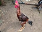 Aseel Rooster