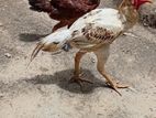 Rooster