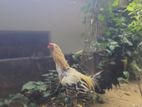 Rooster