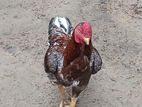 Rooster