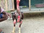 Farm Chicken
