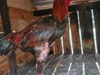 Aseel Rooster