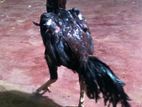 Velladiyan Rooster
