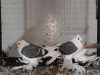 Sexon Shield Chicks