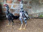 Shamo Rooster with Hen
